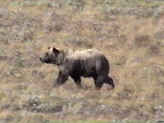 Grizzley in Denali NP
