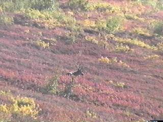 Caribou in the tundra