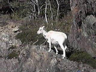 Dall Sheep