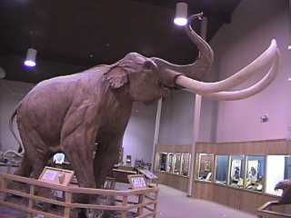 Columbian Mammoth