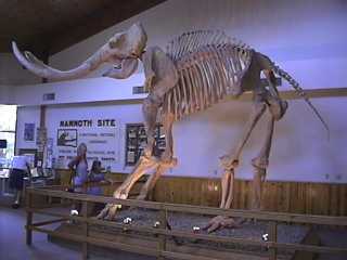 Columbian Mammoth Skeleton