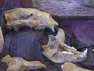 Giant Short-Faced Bear Skull